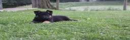 German Shepherd dogs for sale: Bear - Ad 4