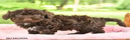 Toy Poodle dogs for sale: Archie - Ad 2