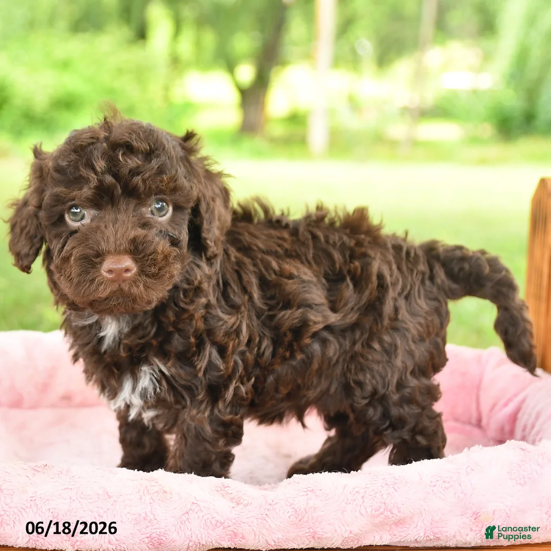 Toy Poodle dogs for sale: Archie - Ad 2