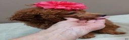 Toy Poodle dogs for sale: Deep Red - Ad 9