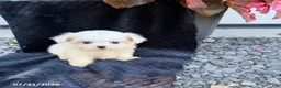 Maltese dogs for sale: Abigail - Ad 3