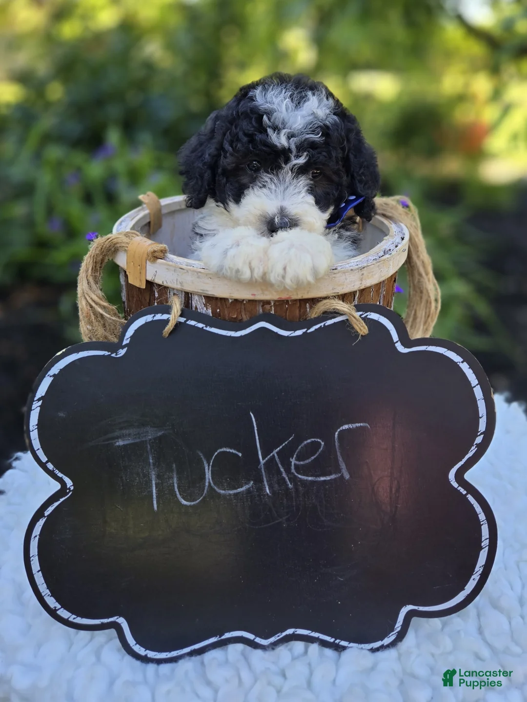 Mini Sheepadoodle dogs for sale: Tucker - Ad 5
