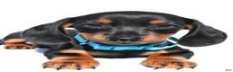 Miniature Dachshund dogs for sale: Patrick - Ad 4