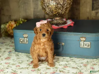 Mixed Breed dogs Violet - Ad 11