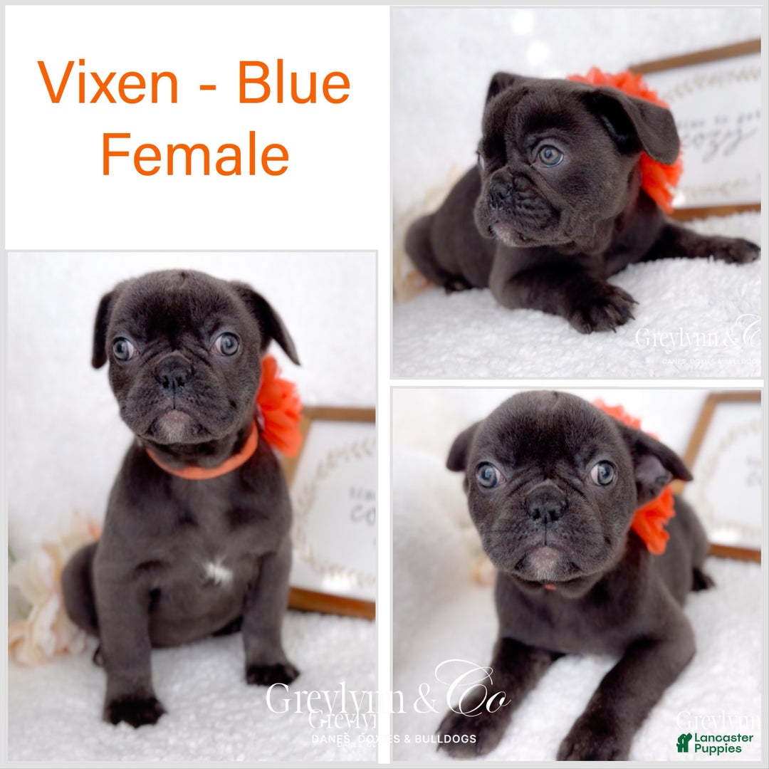 French Bulldog dogs for sale: Vixen Blue Fluffy Carrier - Ad 2