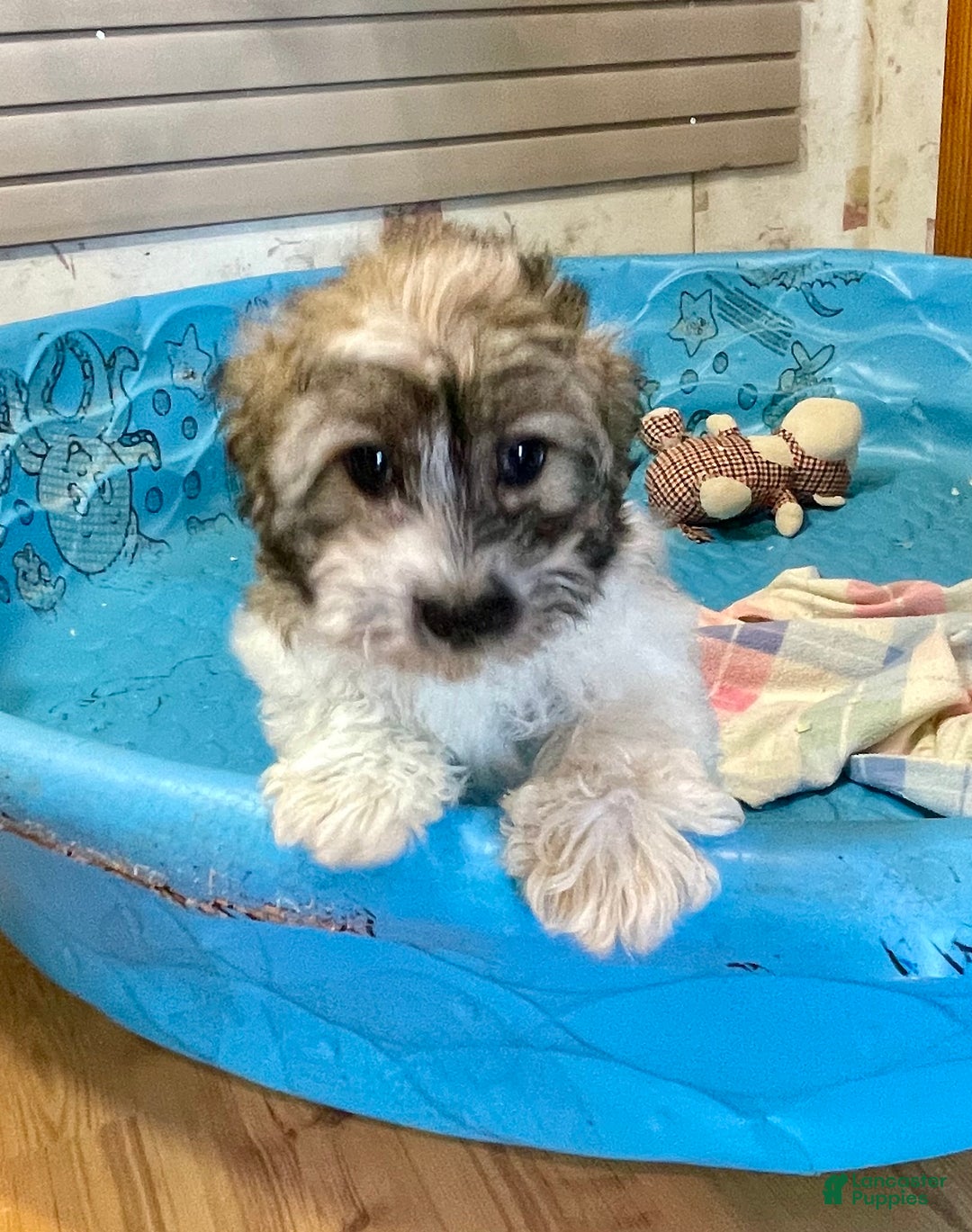 Coton De Tulear dogs for sale: Sandy - Ad 8