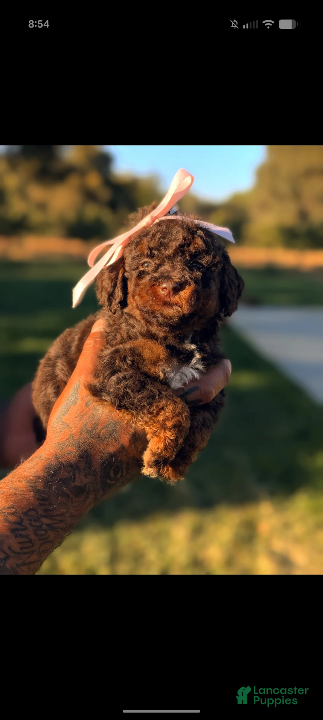 Mini Bernedoodle dogs for sale: VAMPIRA  - Ad 2