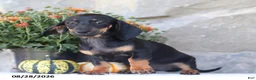Dachshund dogs for sale: Sasha - Ad 3