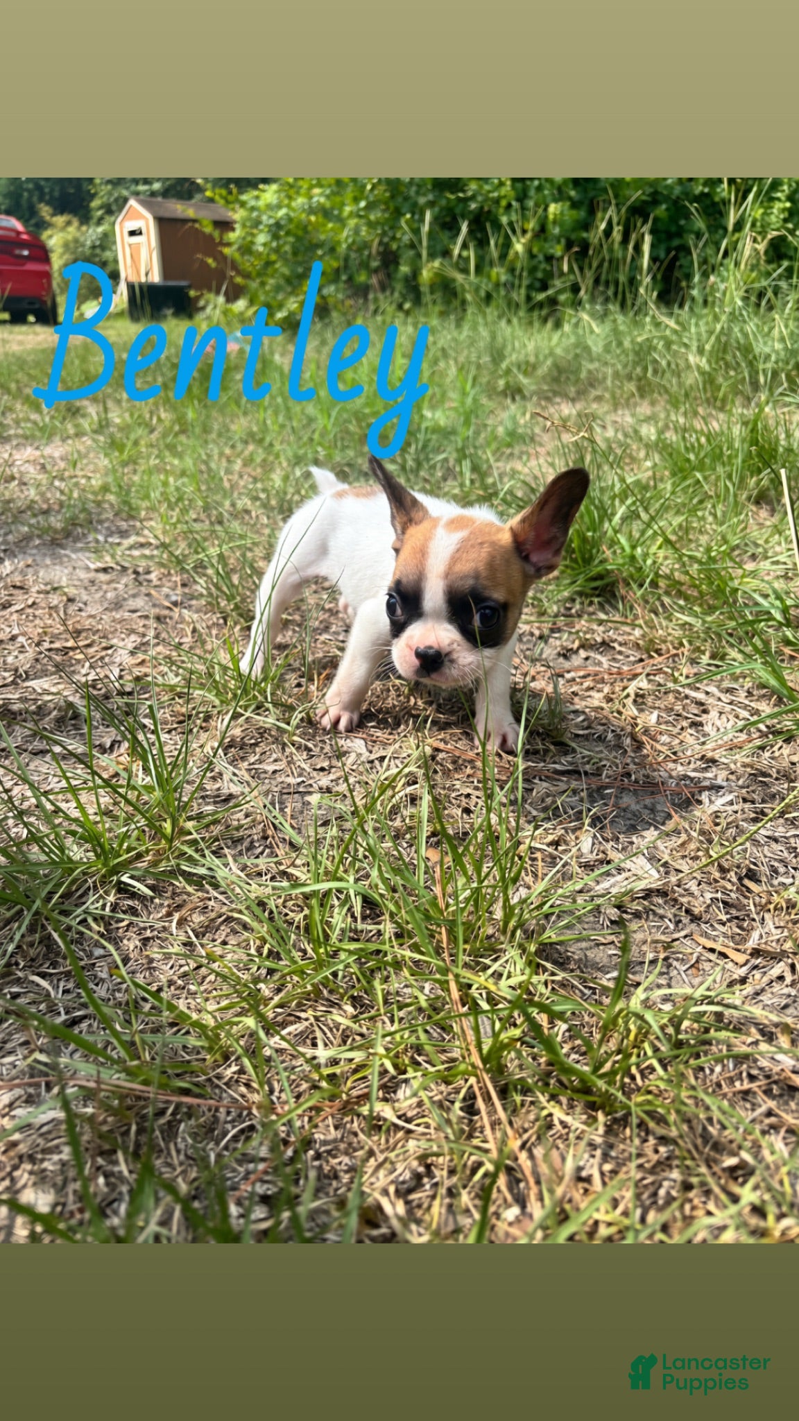 French Bulldog dogs French Bulldog 1 - Ad 16