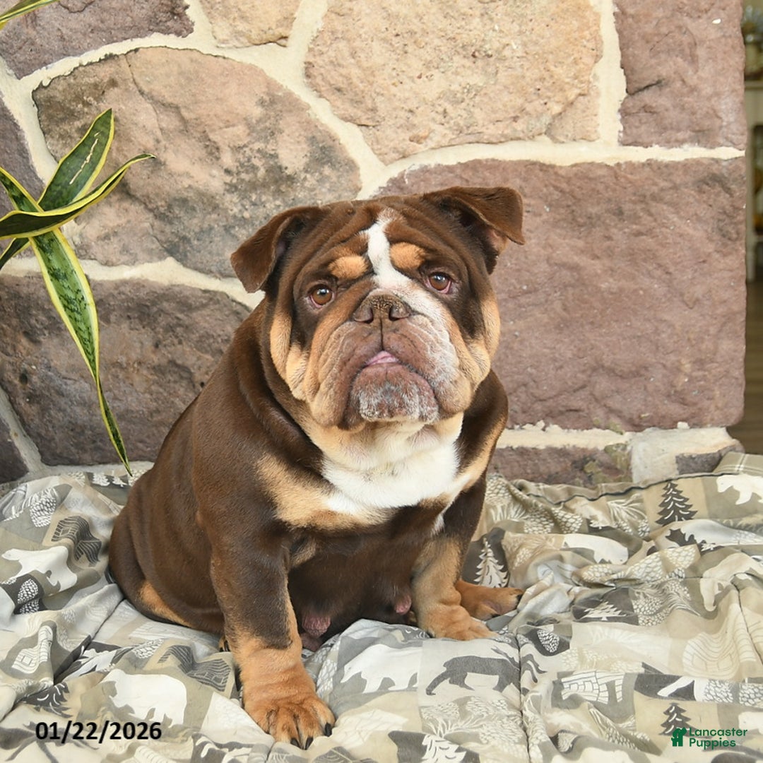 English Bulldog dogs for sale: Hazel Mocha Latte  - Ad 1