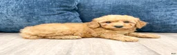 Miniature Poodle dogs for sale: Tommy - Ad 3