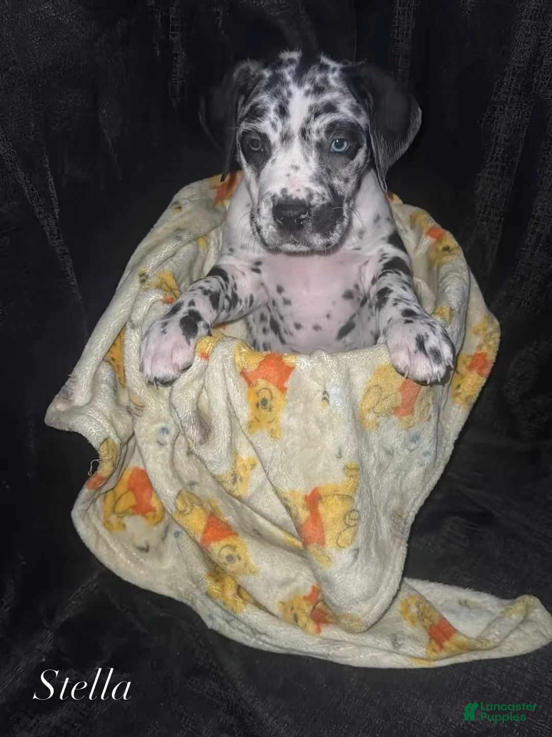 Daniff dogs for sale: Stella - Ad 2