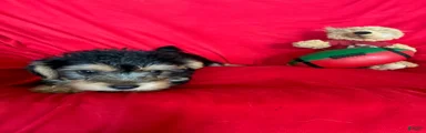 Rosco