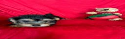 Yorkiepoo dogs for sale: Rosco - Ad 1