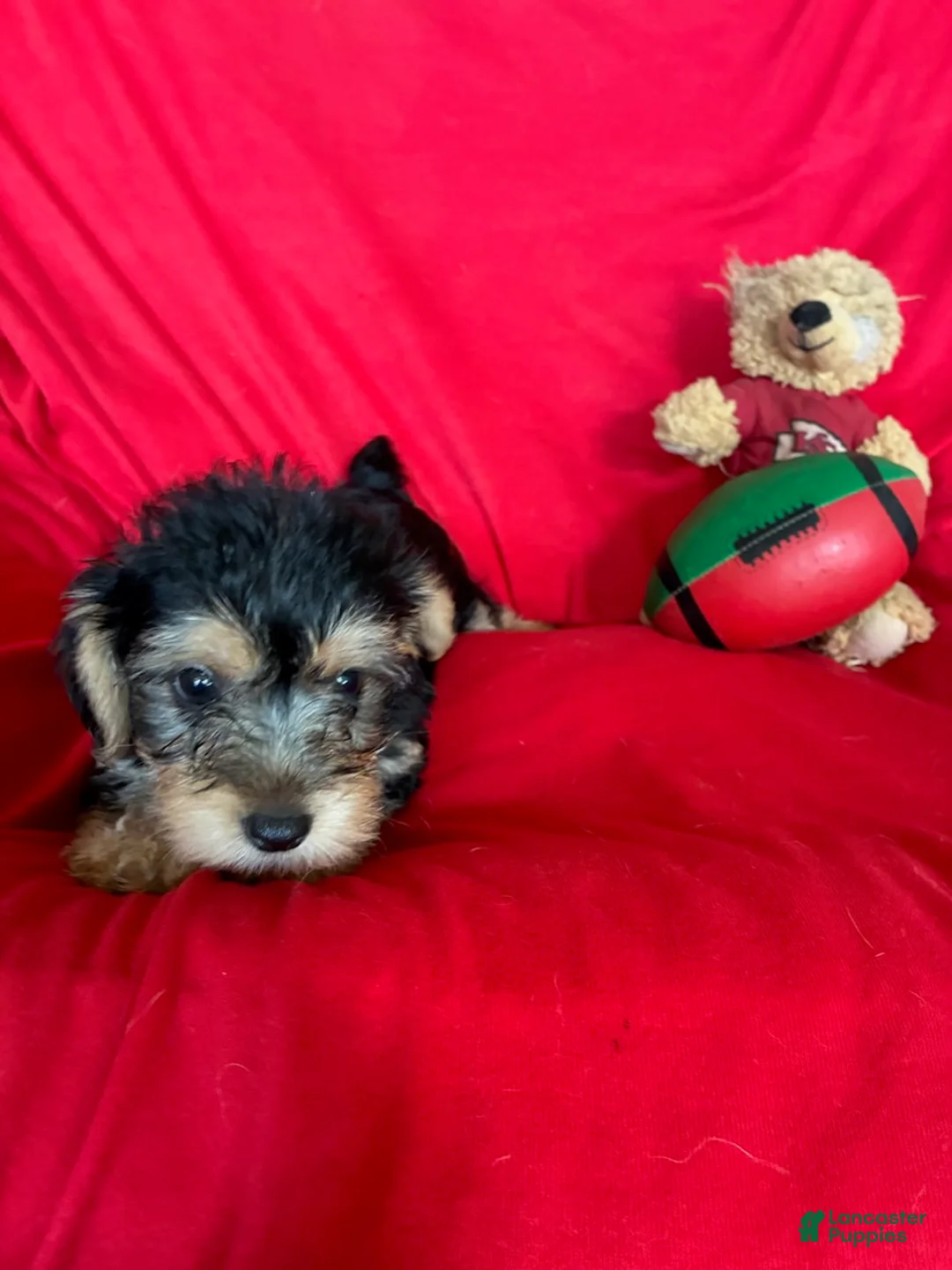 Yorkiepoo dogs for sale: Rosco - Ad 1