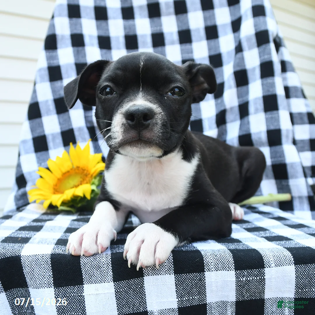Boston Terrier dogs for sale: Zaily - Ad 2
