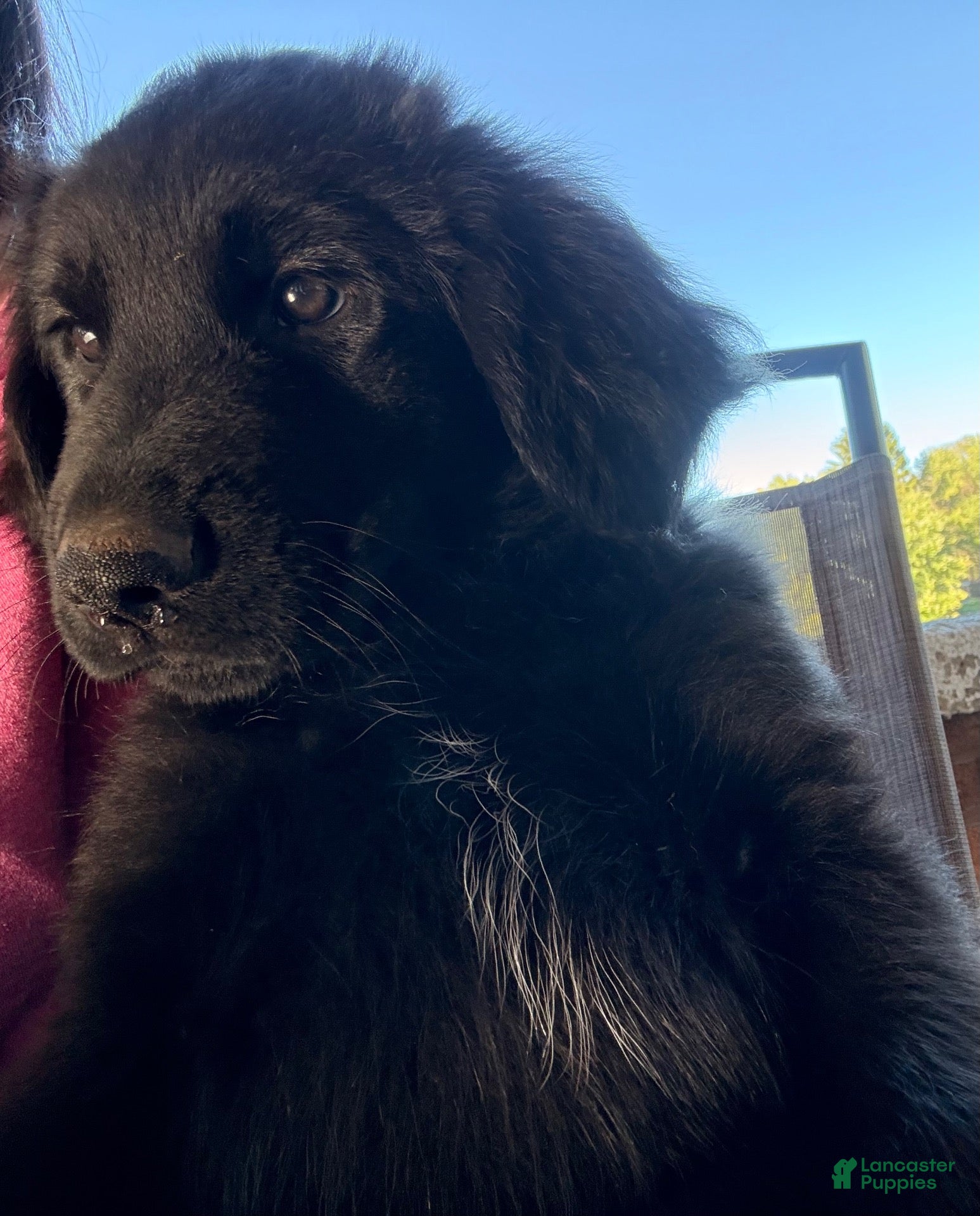 Golden Shepherd dogs BIG BOY PINK - Ad 1