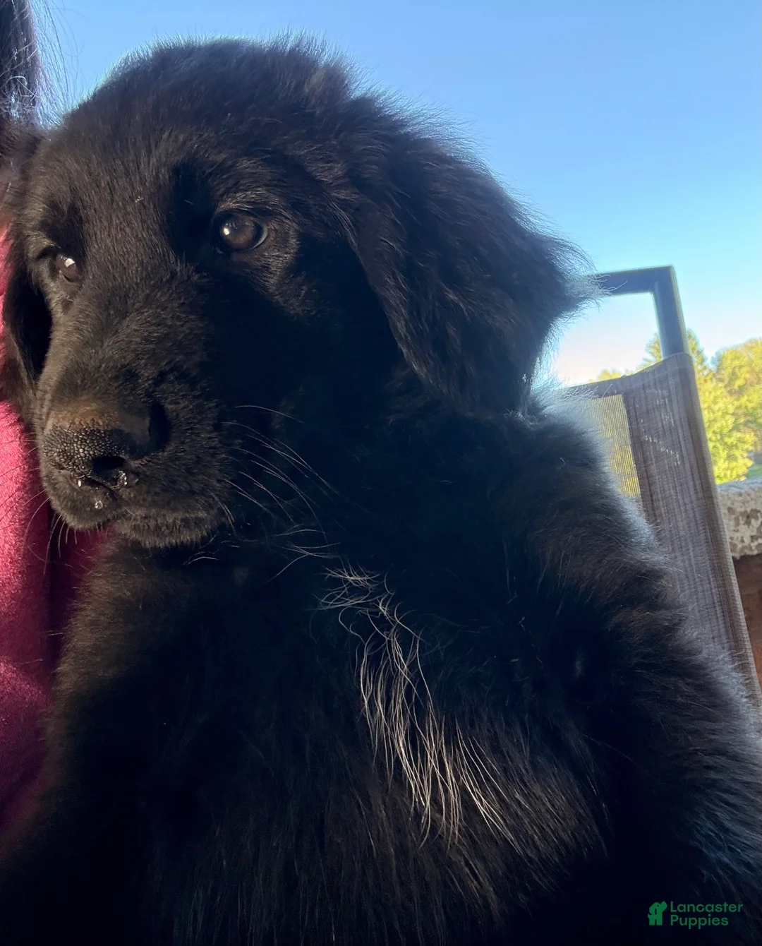 Golden Shepherd dogs for sale: BIG BOY PINK - Ad 1