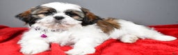 Shih Tzu dogs for sale: Bailey - Ad 7