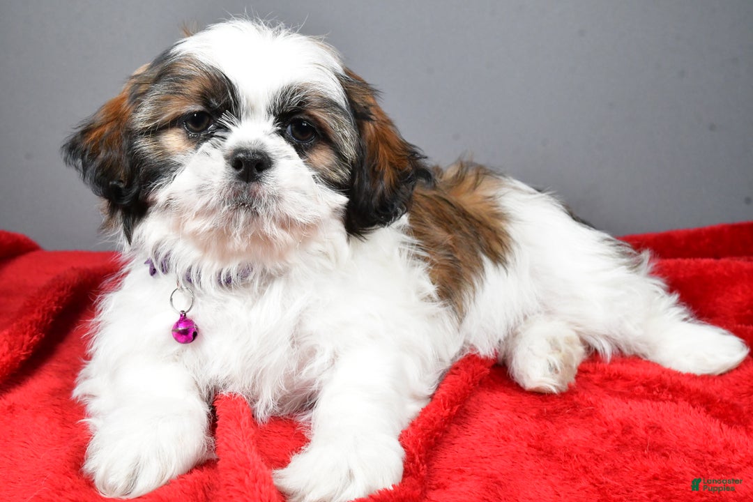 Shih Tzu dogs for sale: Bailey - Ad 7