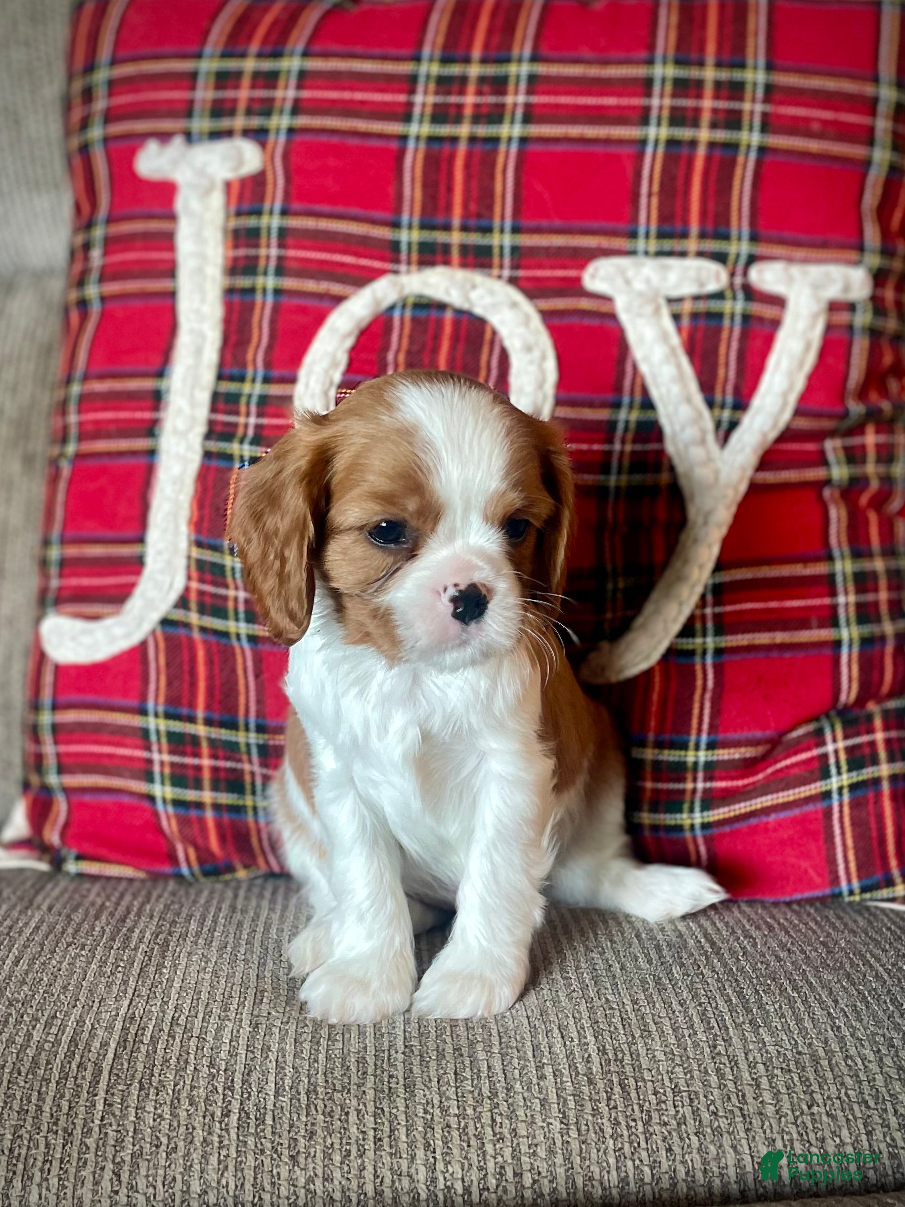Cavalier King Charles Spaniel dogs Ralphie - Ad 30