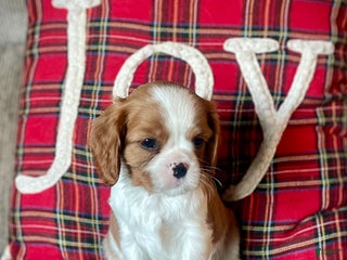 Cavalier King Charles Spaniel dogs Ralphie - Ad 11