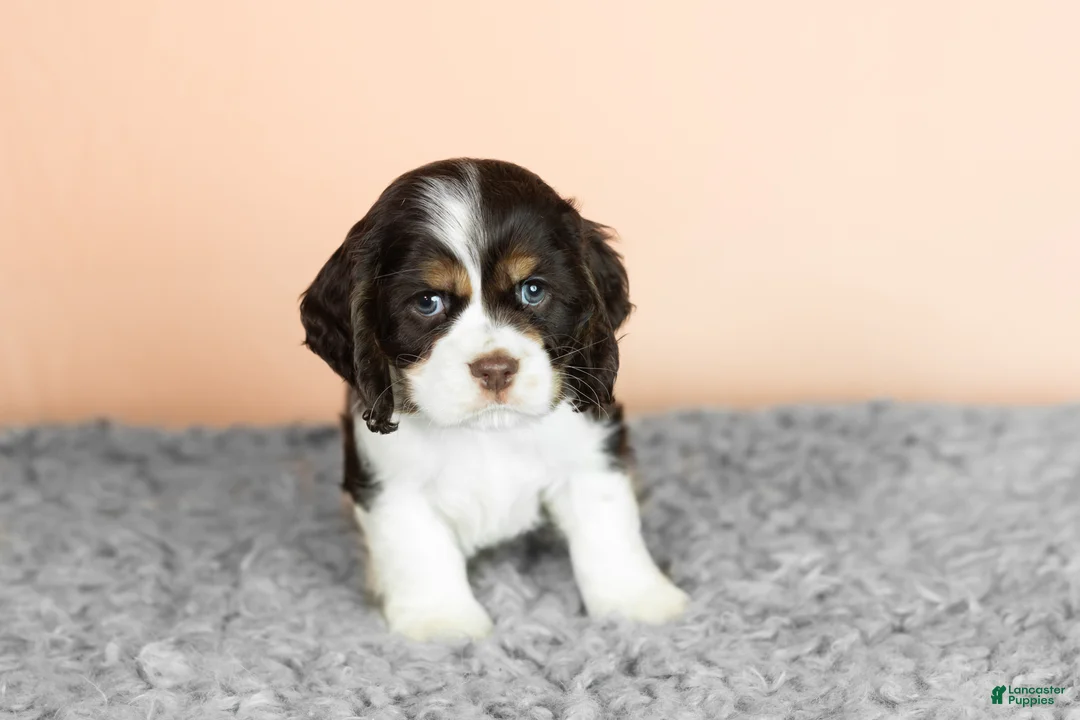 Cocker Spaniel dogs for sale: Rivers - Ad 2