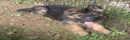 German Shepherd dogs for sale: Lilly  - Ad 4