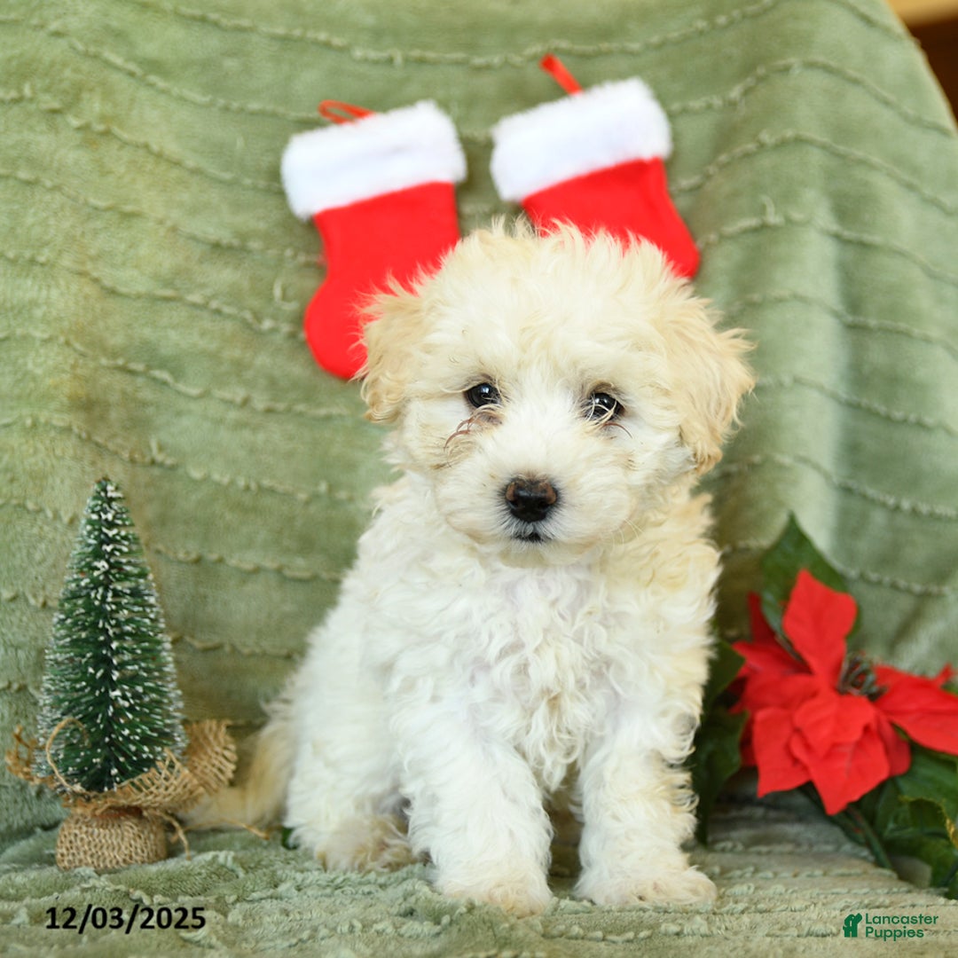 Mixed Breed dogs for sale: Sleek - Ad 1