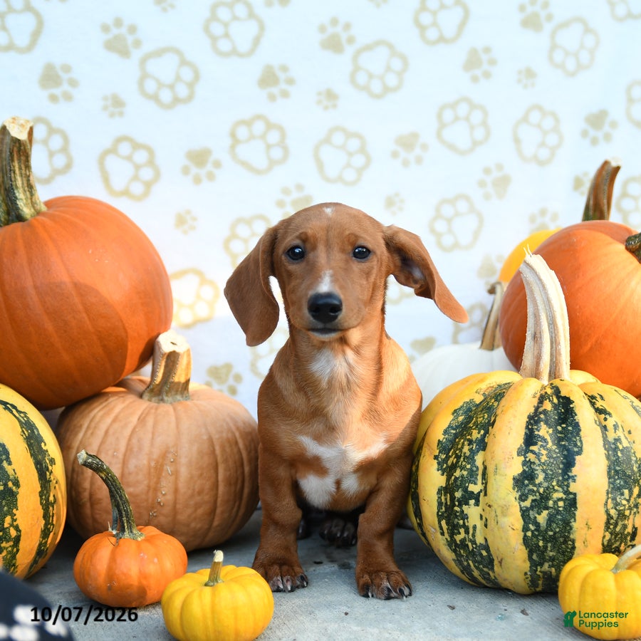 Mixed Breed dogs Almond - Ad 1