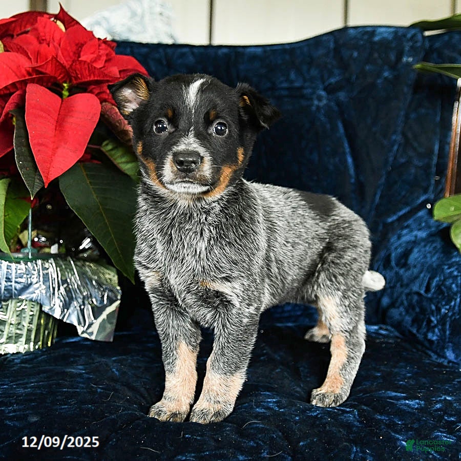 Australian Cattle Dog dogs Espresso - Ad 19