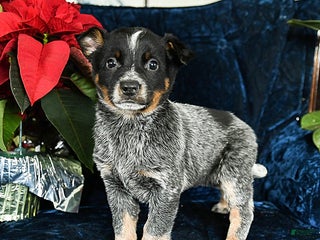Australian Cattle Dog dogs Espresso - Ad 25
