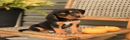Beagle dogs for sale: Riley - Ad 2