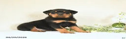 Rottweiler dogs for sale: Cupcake - Ad 5