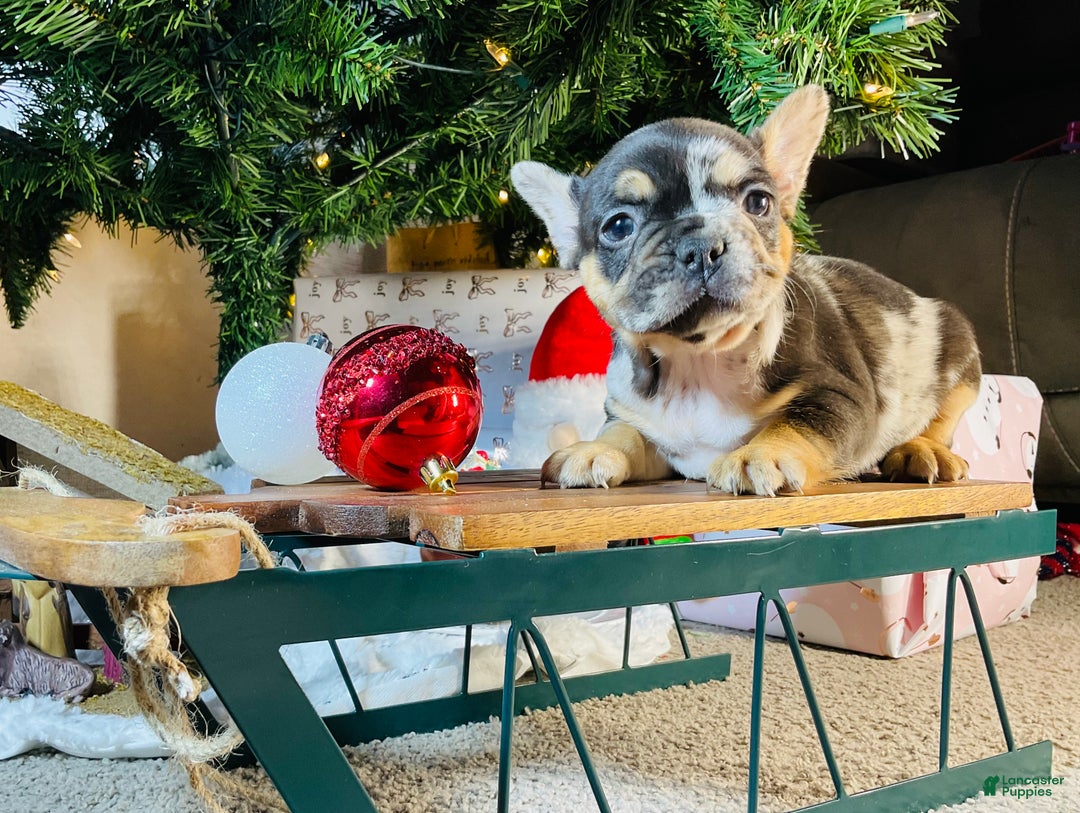 French Bulldog dogs for sale: MILA  - Ad 1