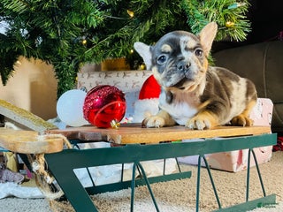 French Bulldog dogs MILA - Ad 5