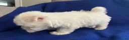 Maltese dogs for sale: Rocky - Ad 24