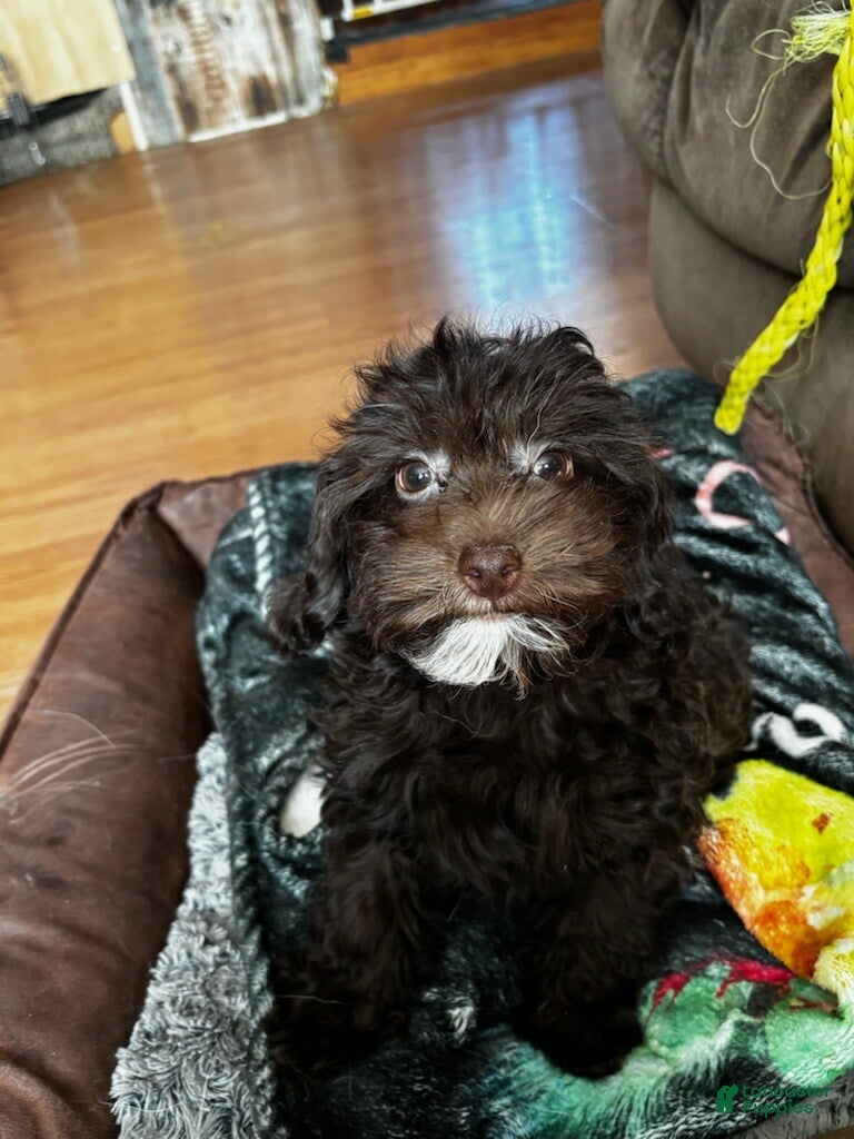 Mixed Breed dogs Mixed Breed Puppy 2 - Ad 36