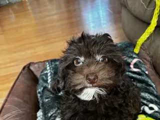 Mixed Breed dogs Mixed Breed Puppy 2 - Ad 36