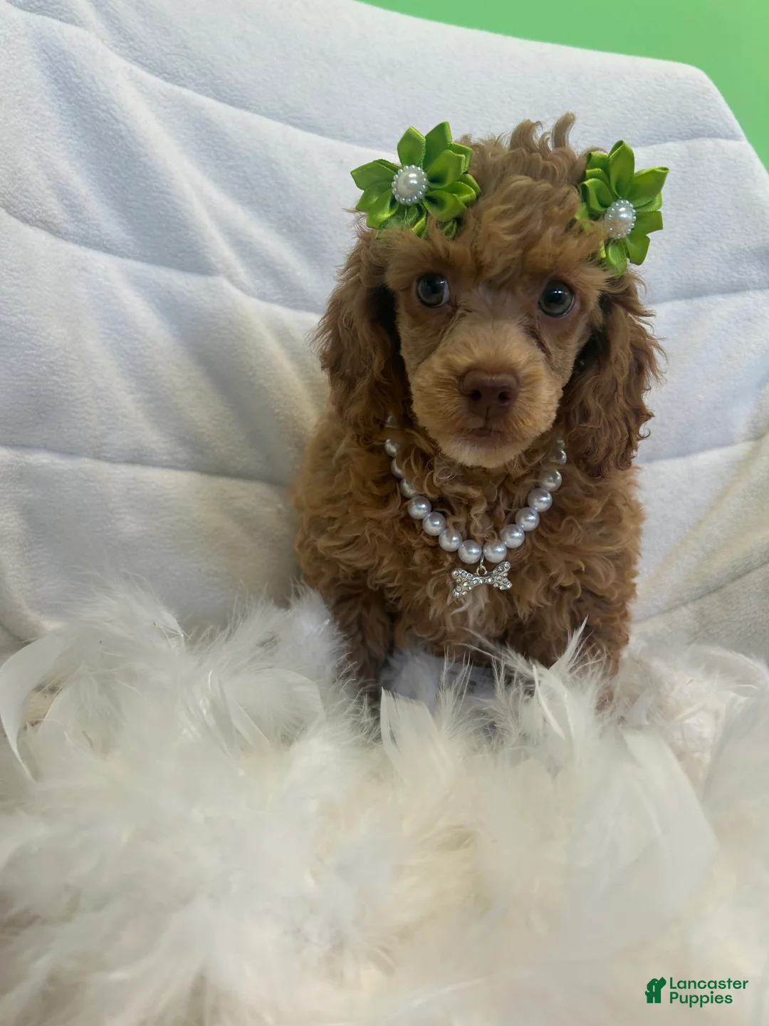 Toy Poodle dogs for sale: Toy Poodle Puppy 2 - Ad 2