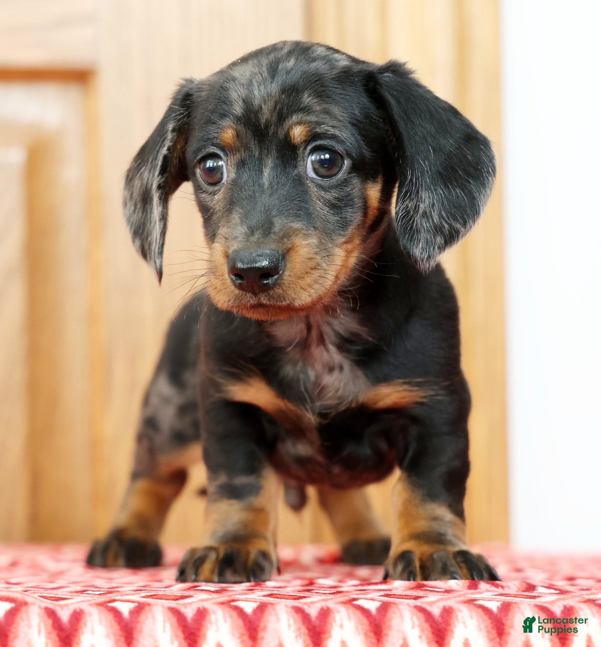 Miniature Dachshund dogs Lucky - Ad 2