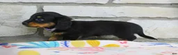 Miniature Dachshund dogs for sale: Abby - Ad 4