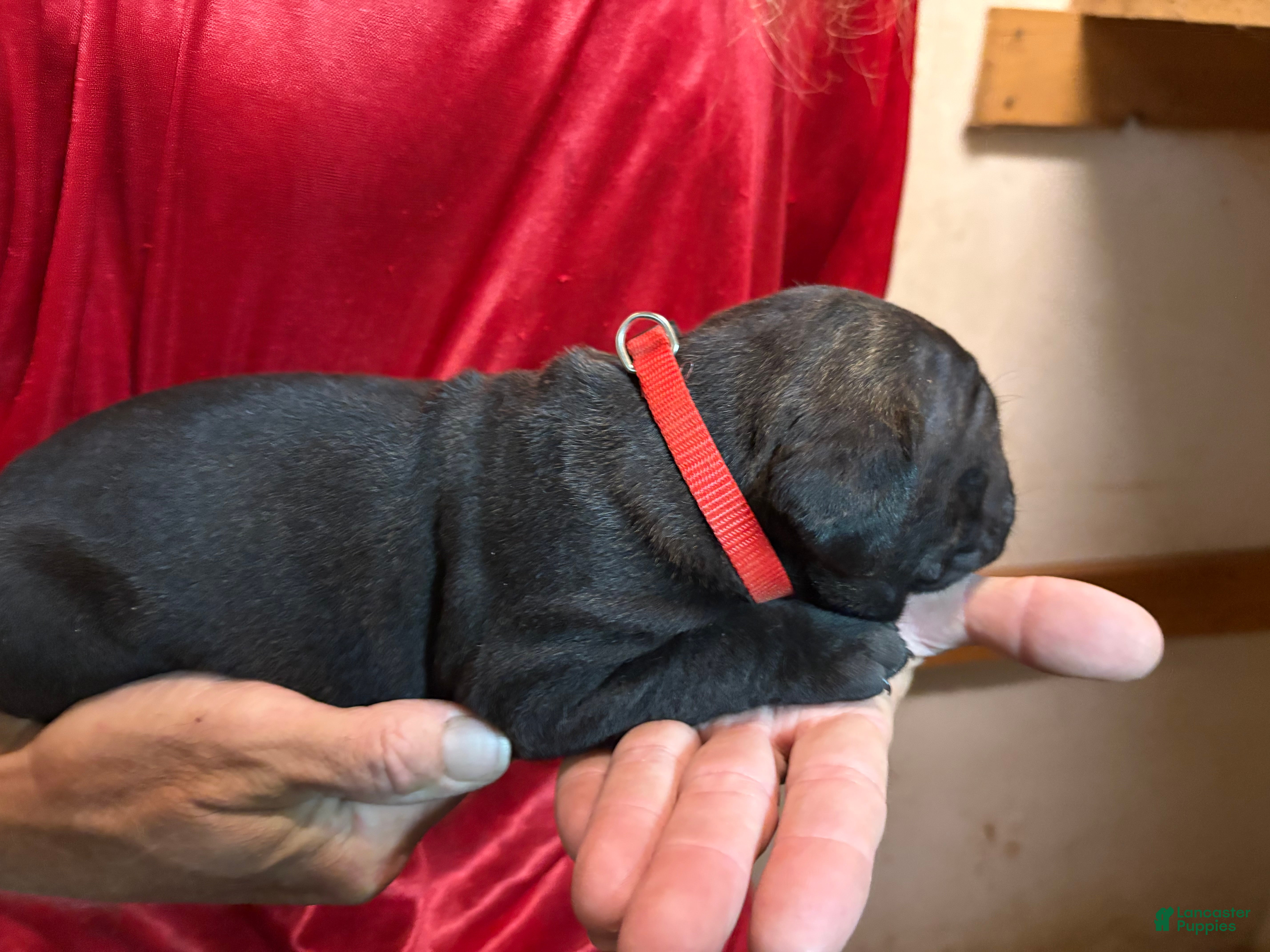 Cane Corso dogs Red - Ad 11