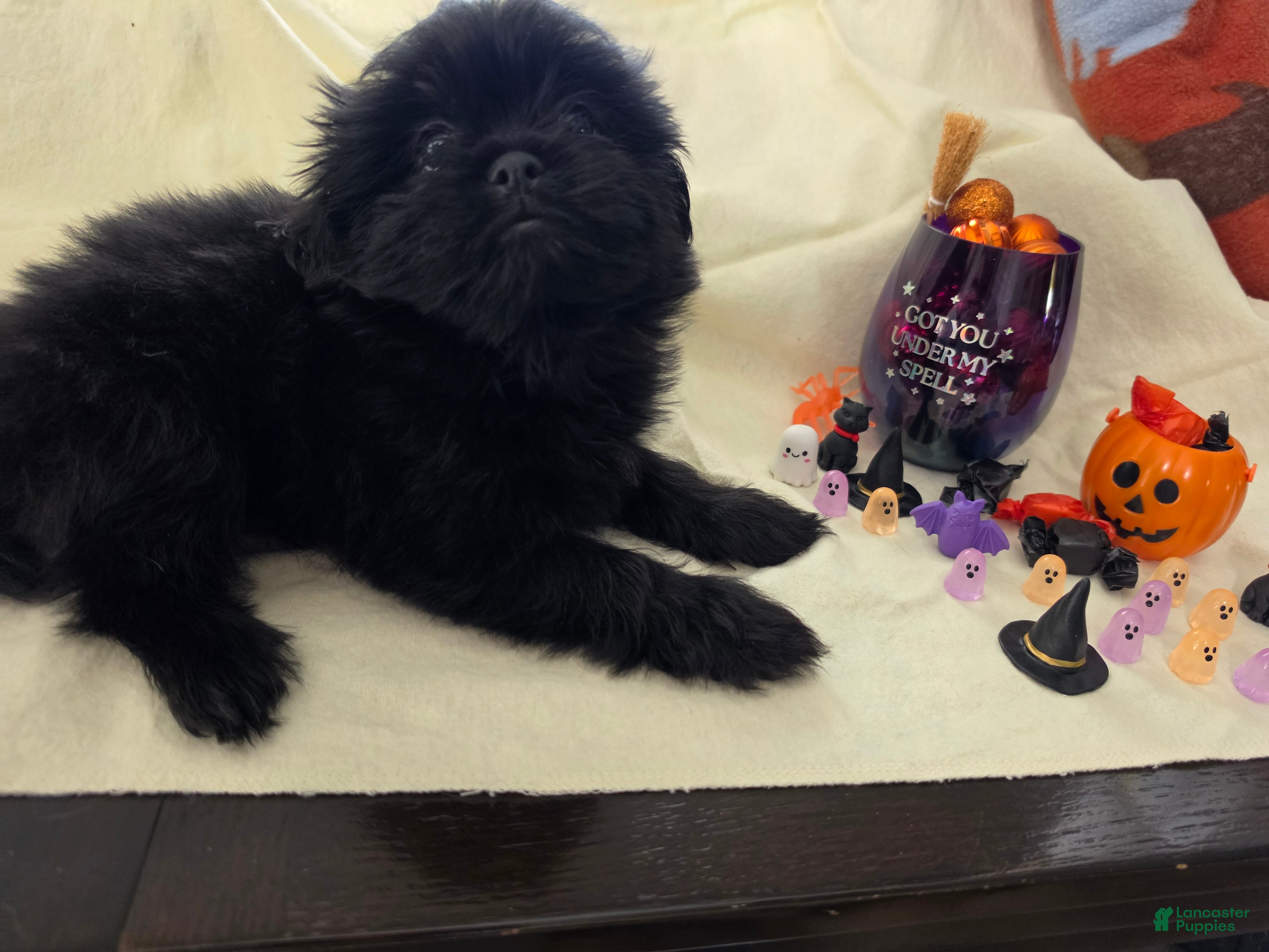 Mixed Breed dogs for sale: Tinkerbell - Ad 1