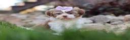 Shih Tzu dogs for sale: Ember - Ad 10