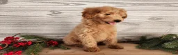Mini Goldendoodle dogs for sale: Reno - Ad 2