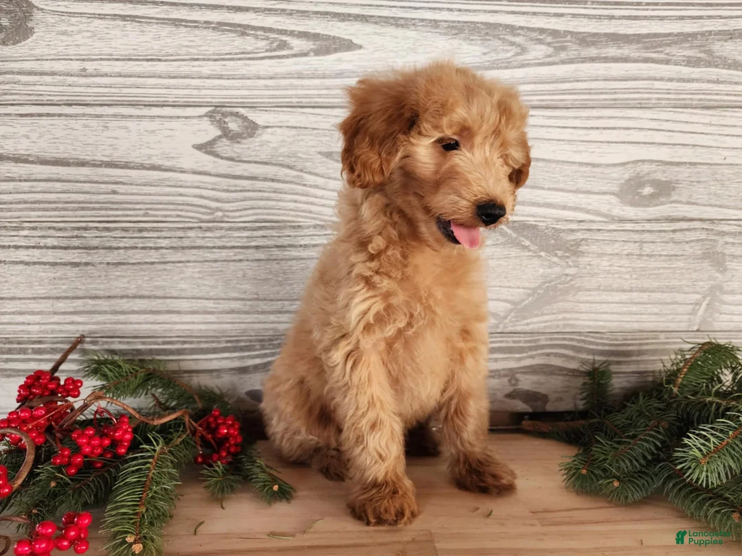 Mini Goldendoodle dogs for sale: Reno - Ad 2