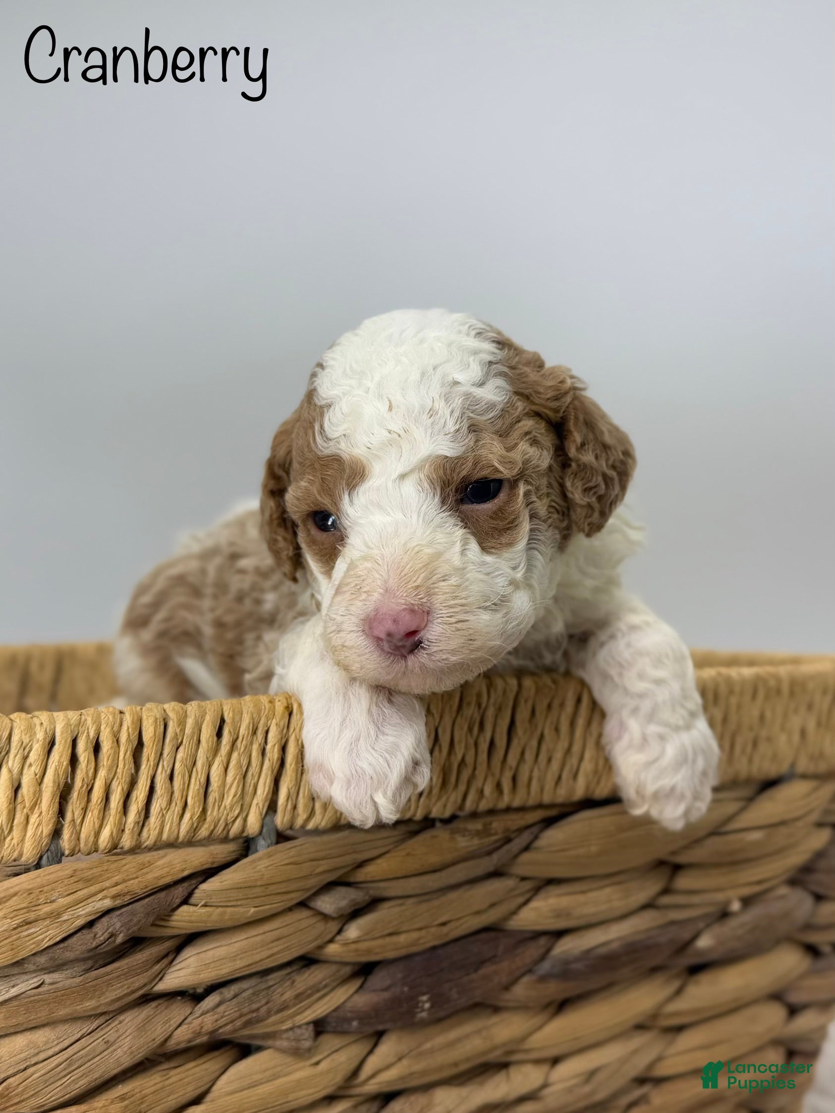 Miniature Poodle dogs Cranberry - Ad 39