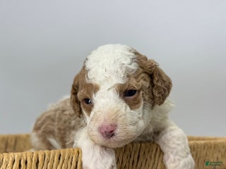 Miniature Poodle dogs Cranberry - Ad 39