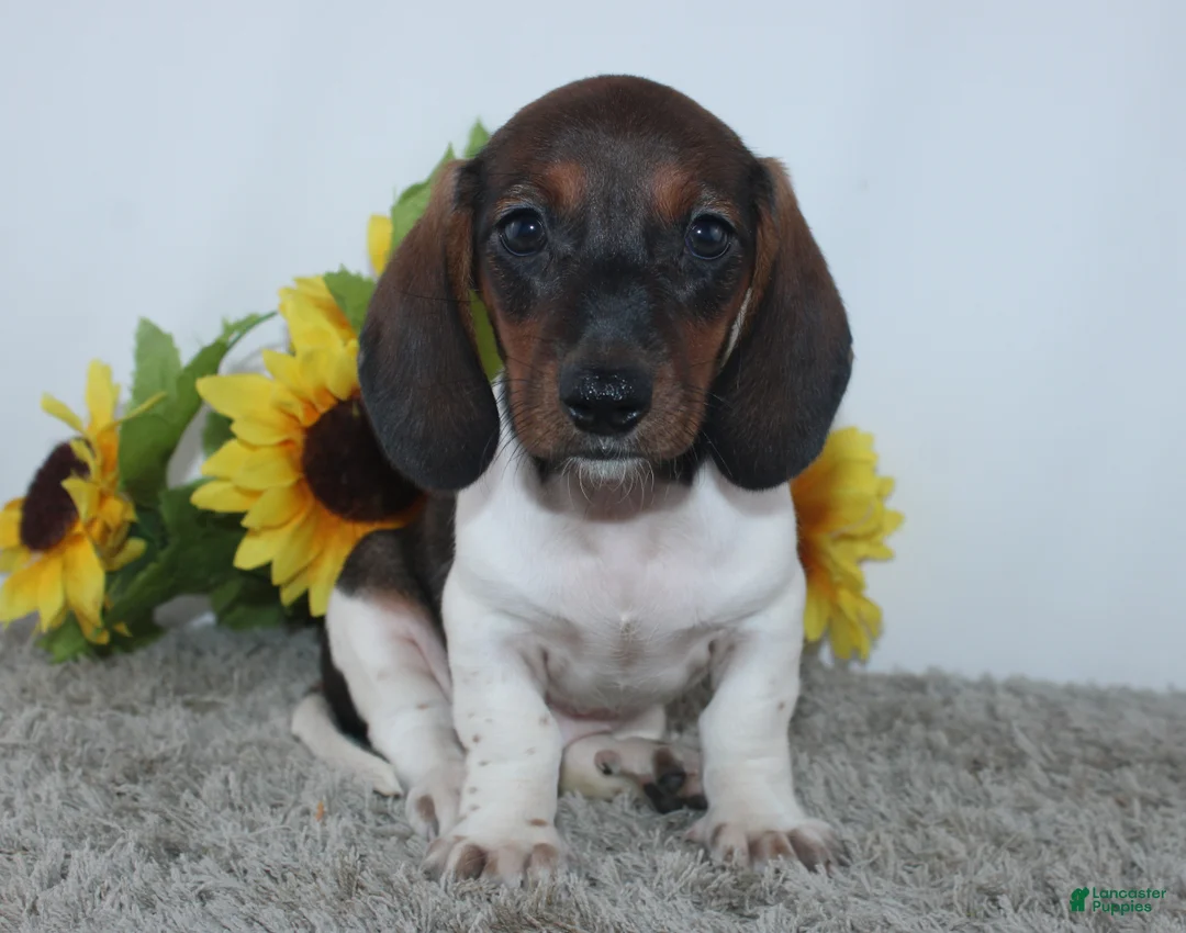 Miniature Dachshund dogs for sale: Jordan - Ad 4